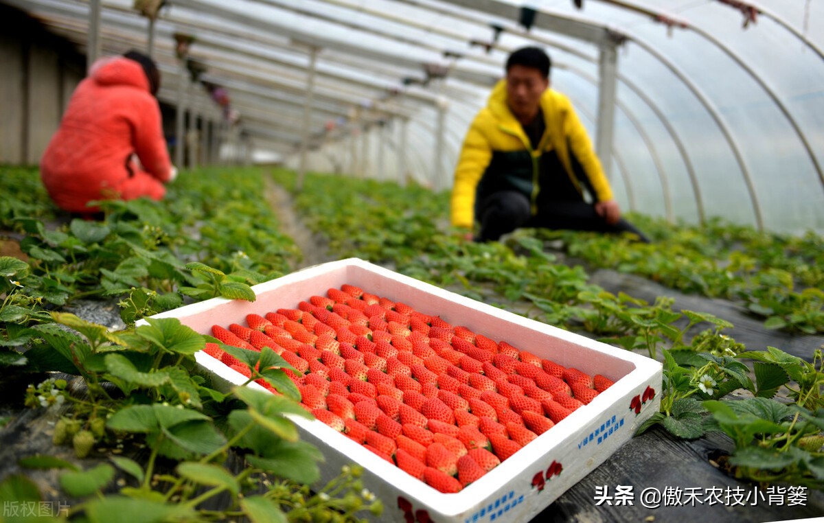 夏季高温闷棚如何才能杀菌灭虫更彻底？用好1个八字诀就能做到