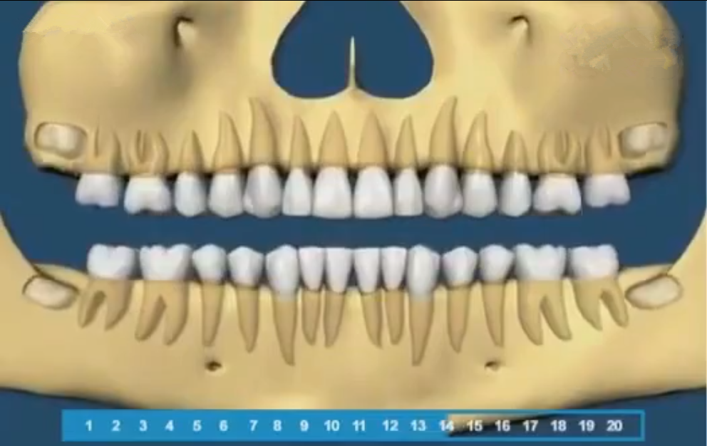 组图带你了解宝宝的牙齿生长顺序，一目了然，父母再也不用纠结了