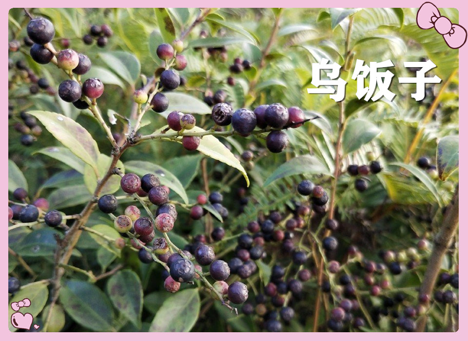 小时候常吃的12种"野果子",现在很少见了,吃过的年龄不小了