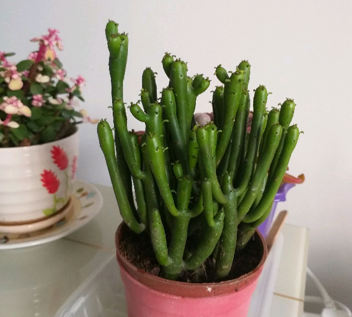 洋槐花有毒嗎,洋槐花有毒嗎能吃嗎