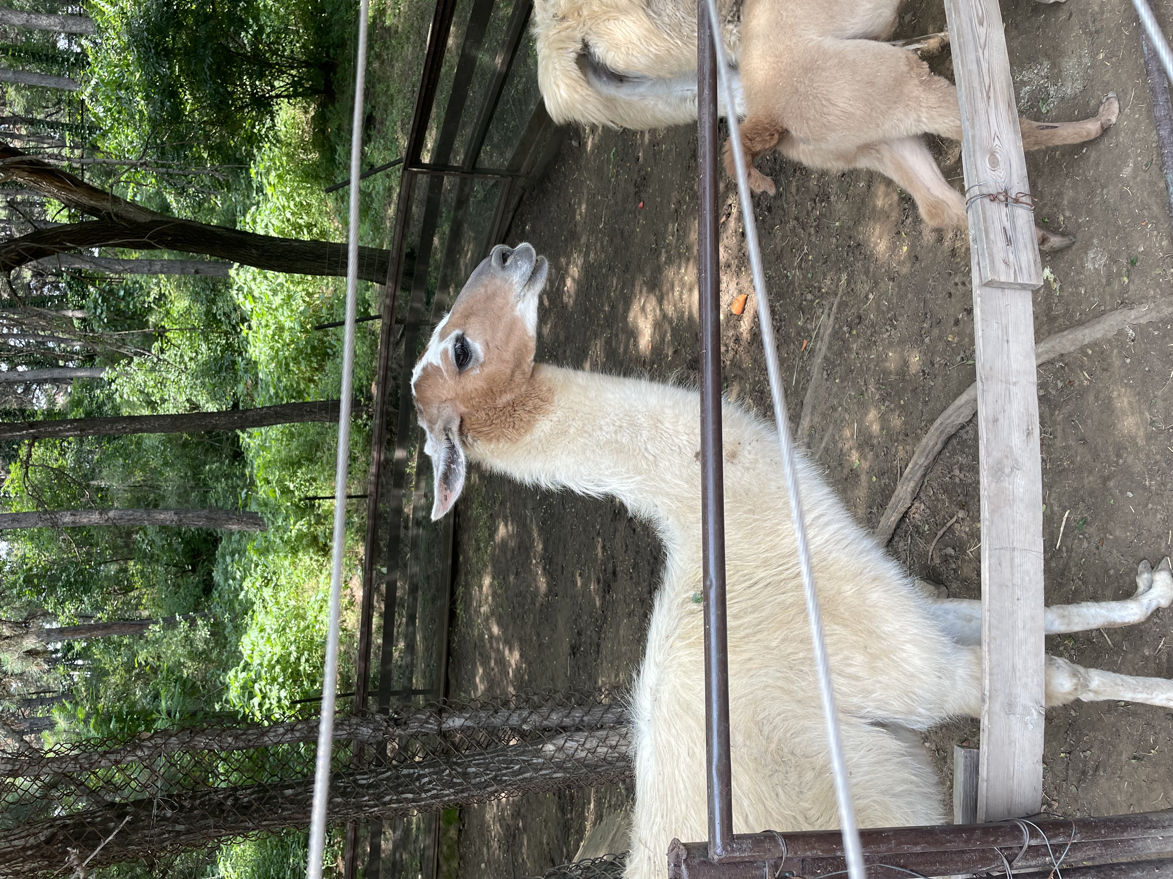 盛夏游沈阳森林动物园