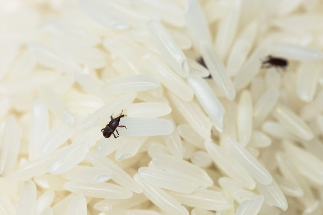米虫生长过程图片图片