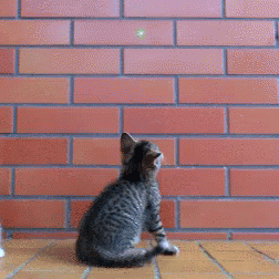 貓咪為啥會揍我？是我做錯了什么嗎？