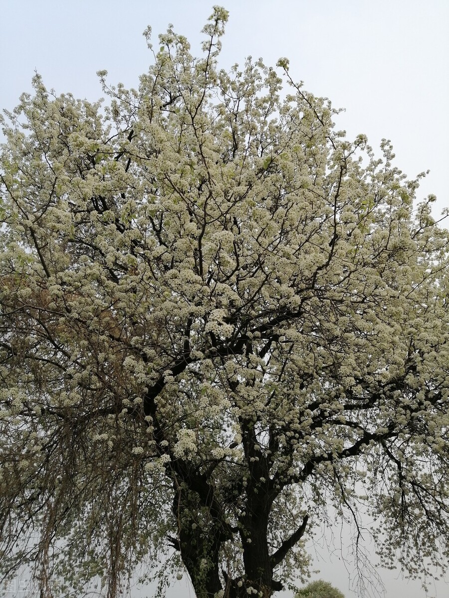 坟地栽什么树人财两旺图片