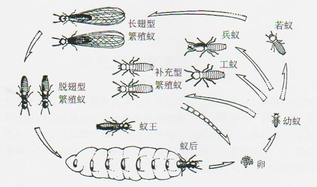 长翅膀的黑蚂蚁（长翅膀的黑蚂蚁叫什么名字）-第11张图片-华展网