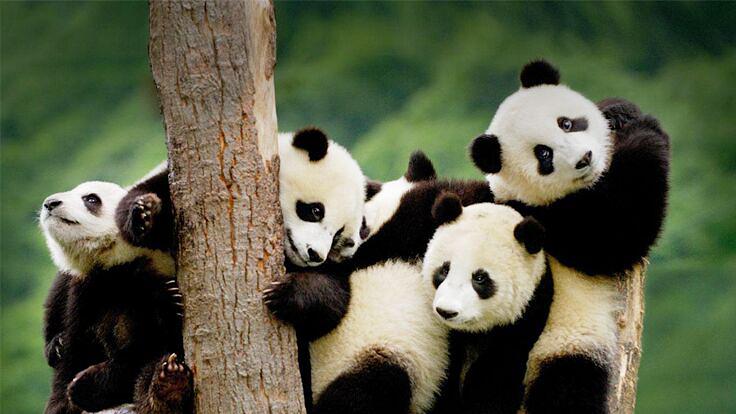 大熊猫的繁殖特点（大熊猫的繁殖有什么特点）-第10张图片-悠嘻资讯网