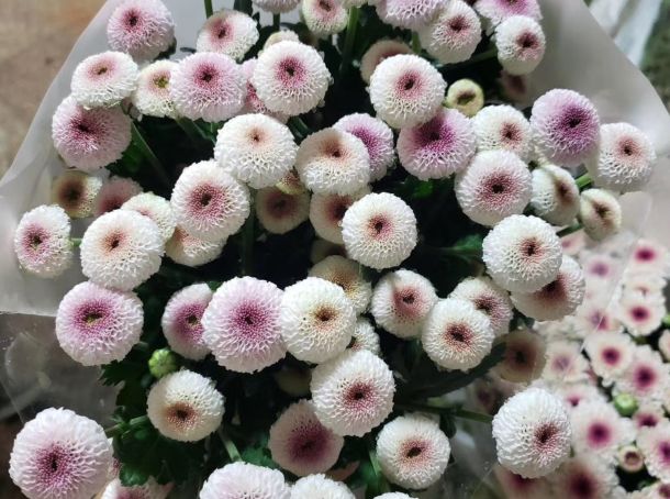 小雏菊花期（小雏菊花期较长养护得当可更长）