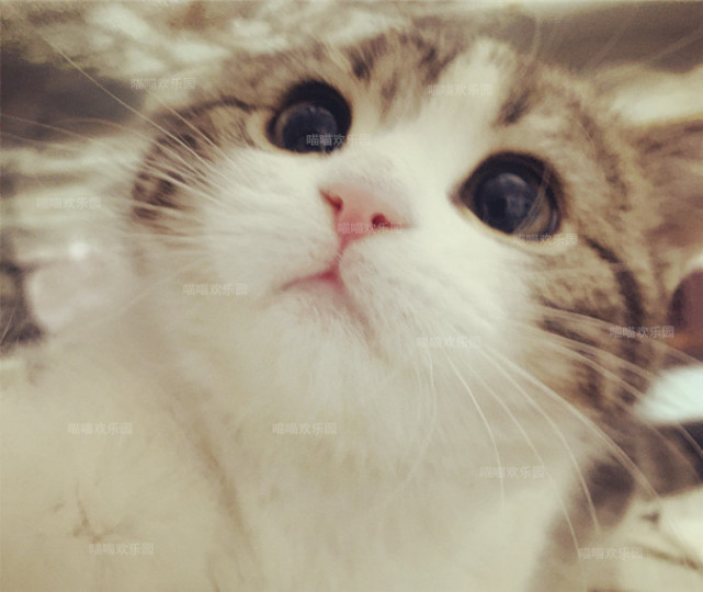 猫可以吃车厘子吗（猫咪不能吃的东西汇总）