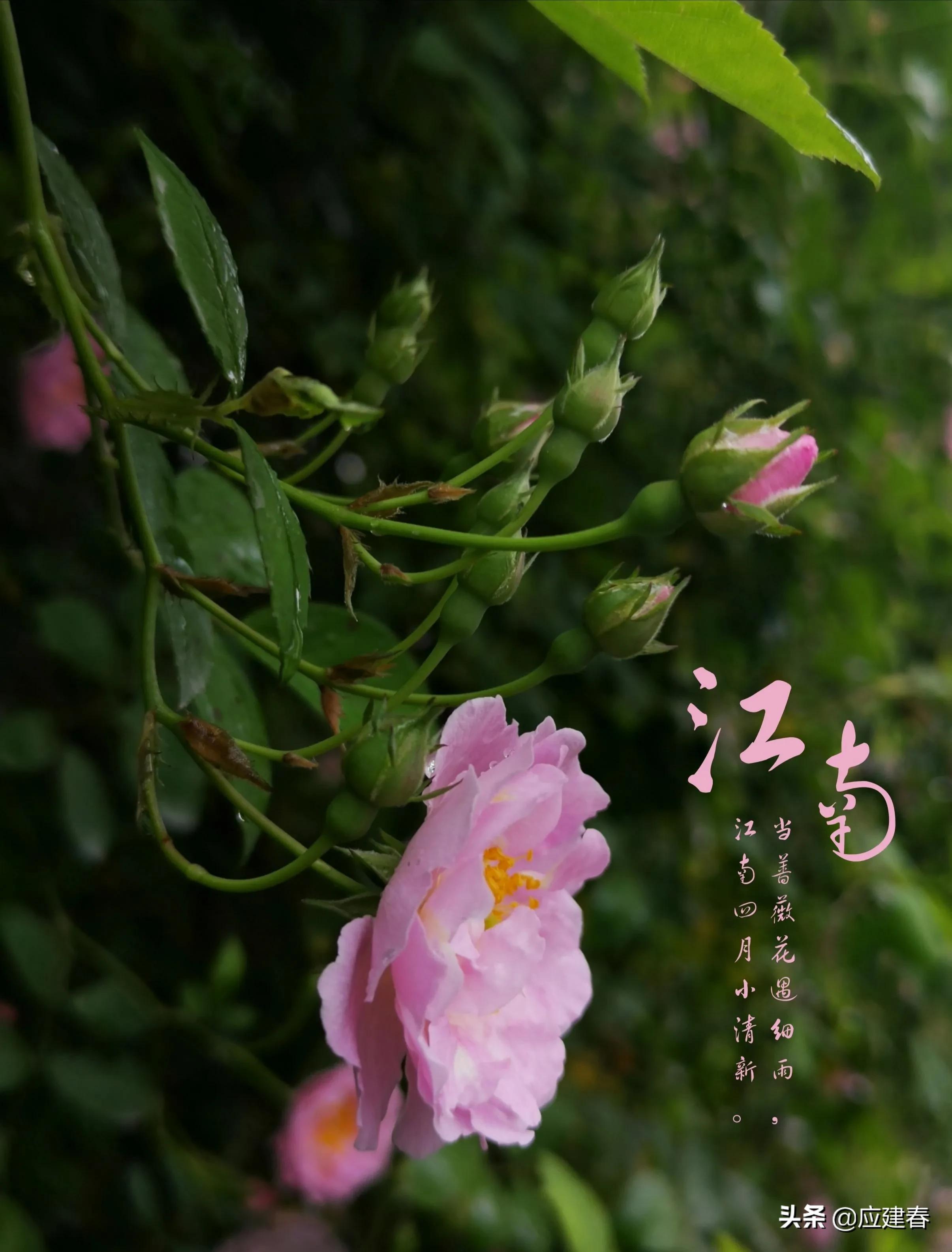 「散文」当蔷薇花遇细雨，江南四月小清新