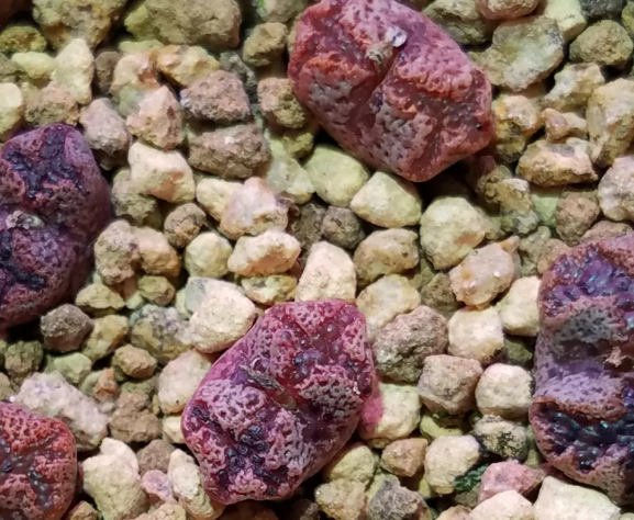 ​没有很丑只有更丑的多肉，8种丑多肉，看完你还能保持淡定吗？