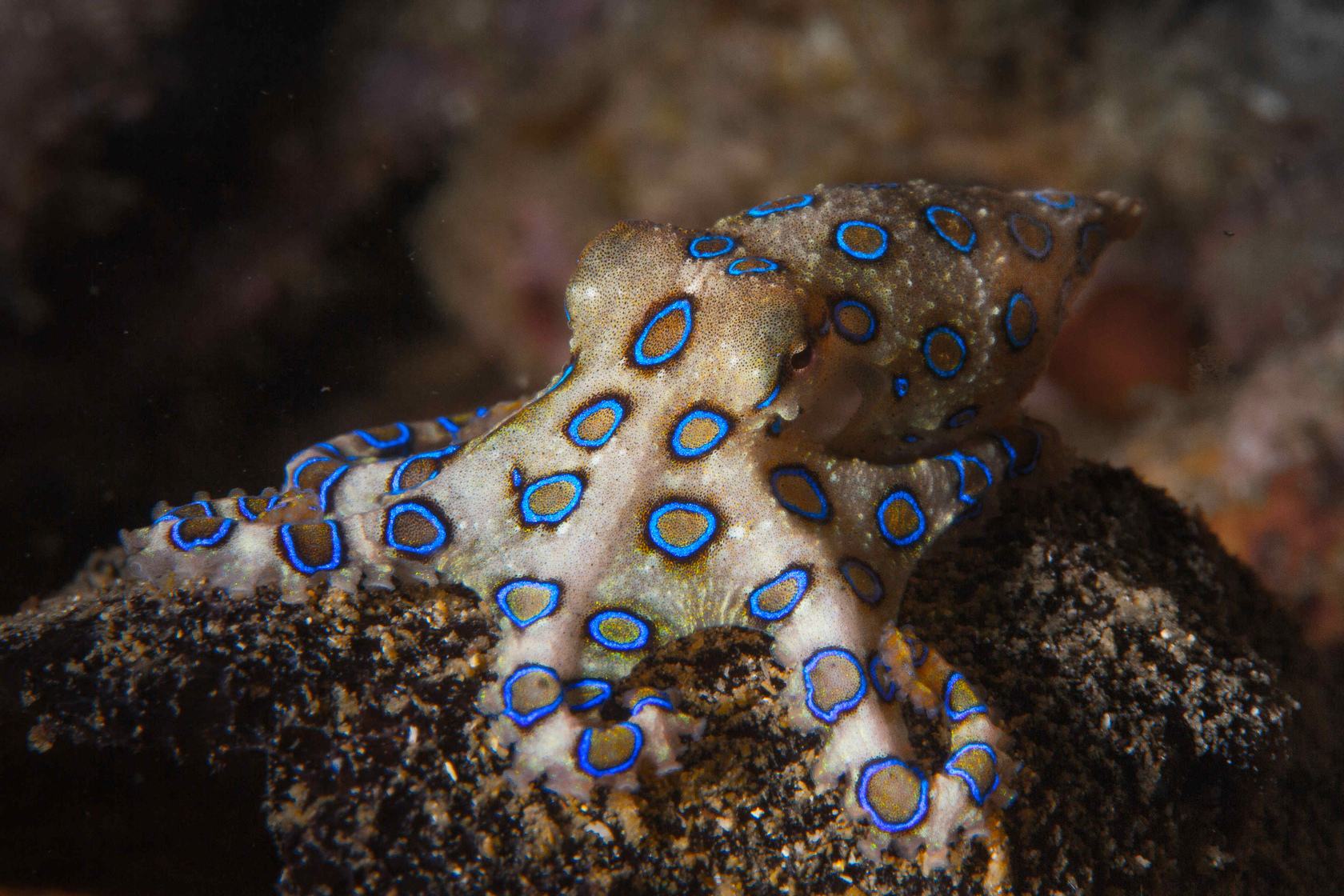 澳大利亚蓝环章鱼图片
