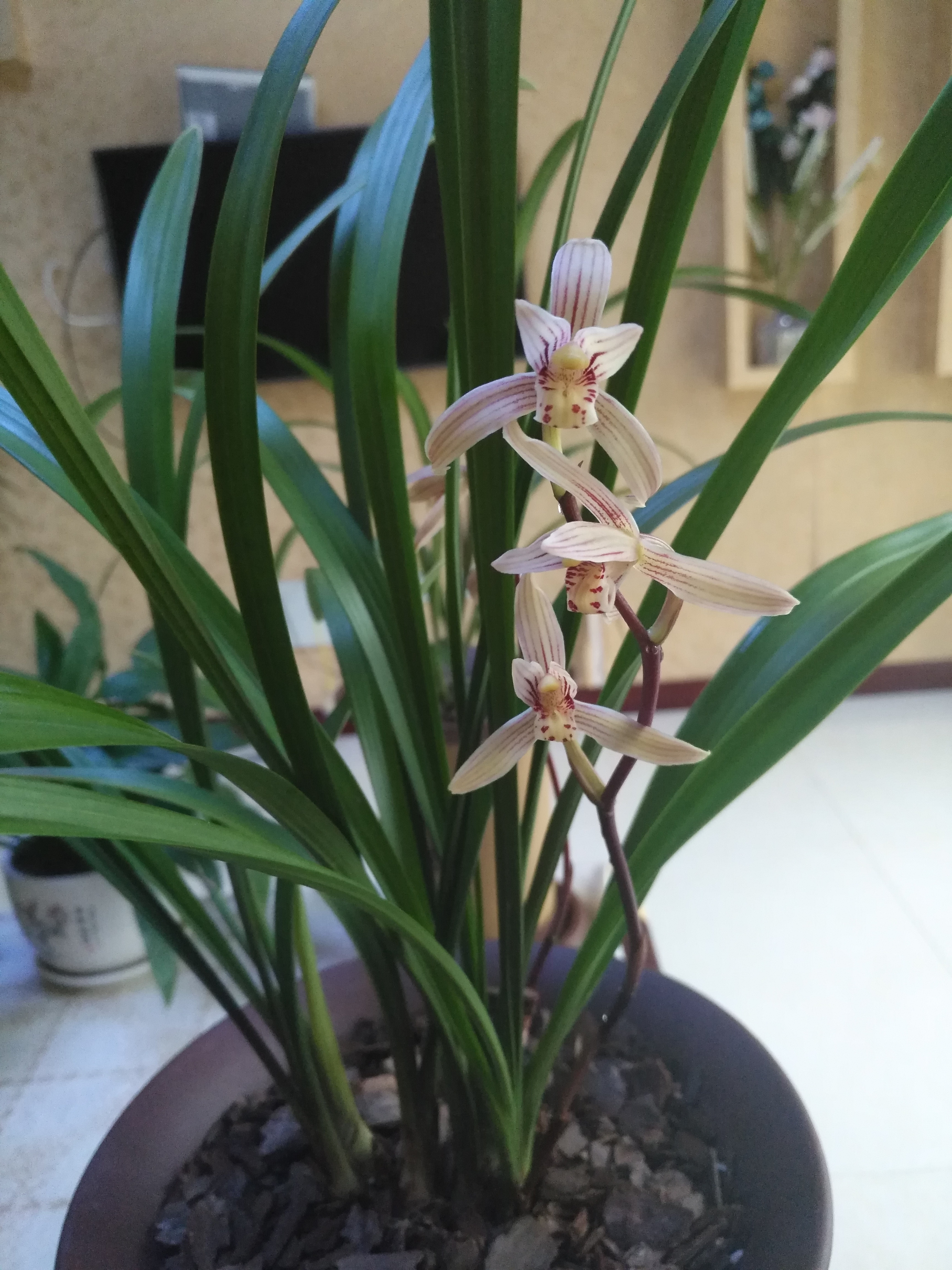 适合初学者的兰，保养简单，一年开几次花，香味溢出，便宜。