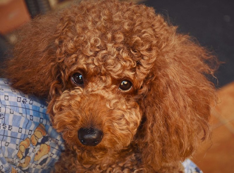 7. 给贵宾犬造型的方法有很多种