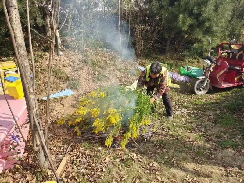 紧急催眠术！“恶魔之花”入侵西安！看及时的报告