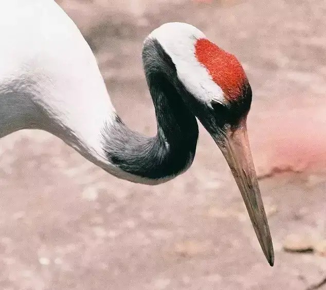 忠貞之鳥丹頂鶴：國家一級重點保護野生動物