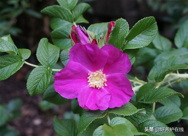 真正的玫瑰花长什么样子（详解玫瑰花特点）