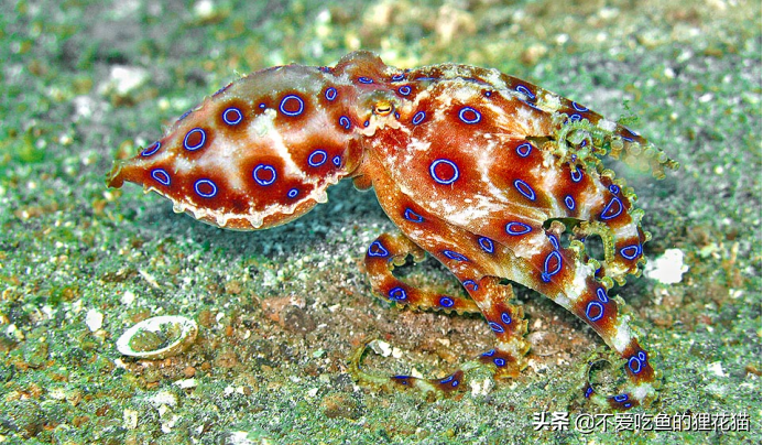 最毒章鱼,没有天敌的威胁,大自然是公平的,它仅有一次繁殖机会