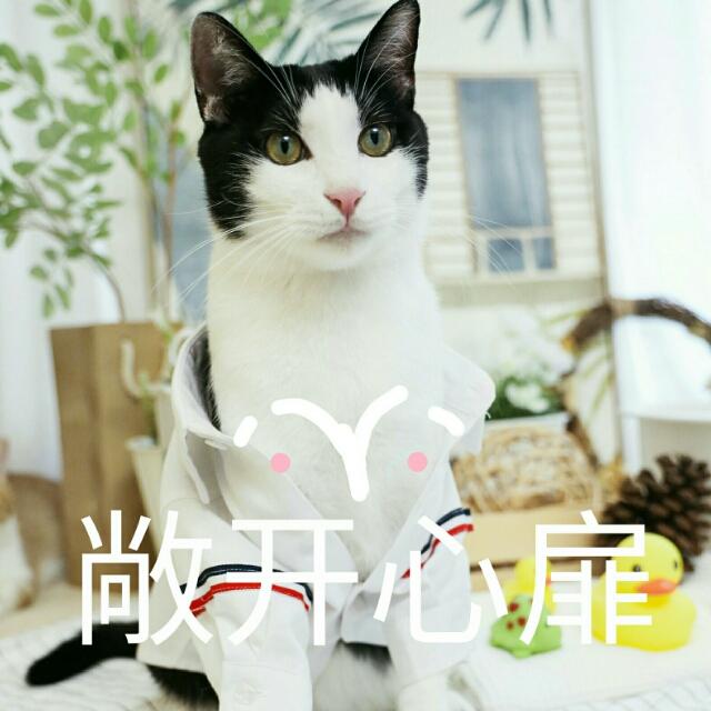 蒂姆嘟嘟tim猫品种(今天的猫猫也是元气满满呢)