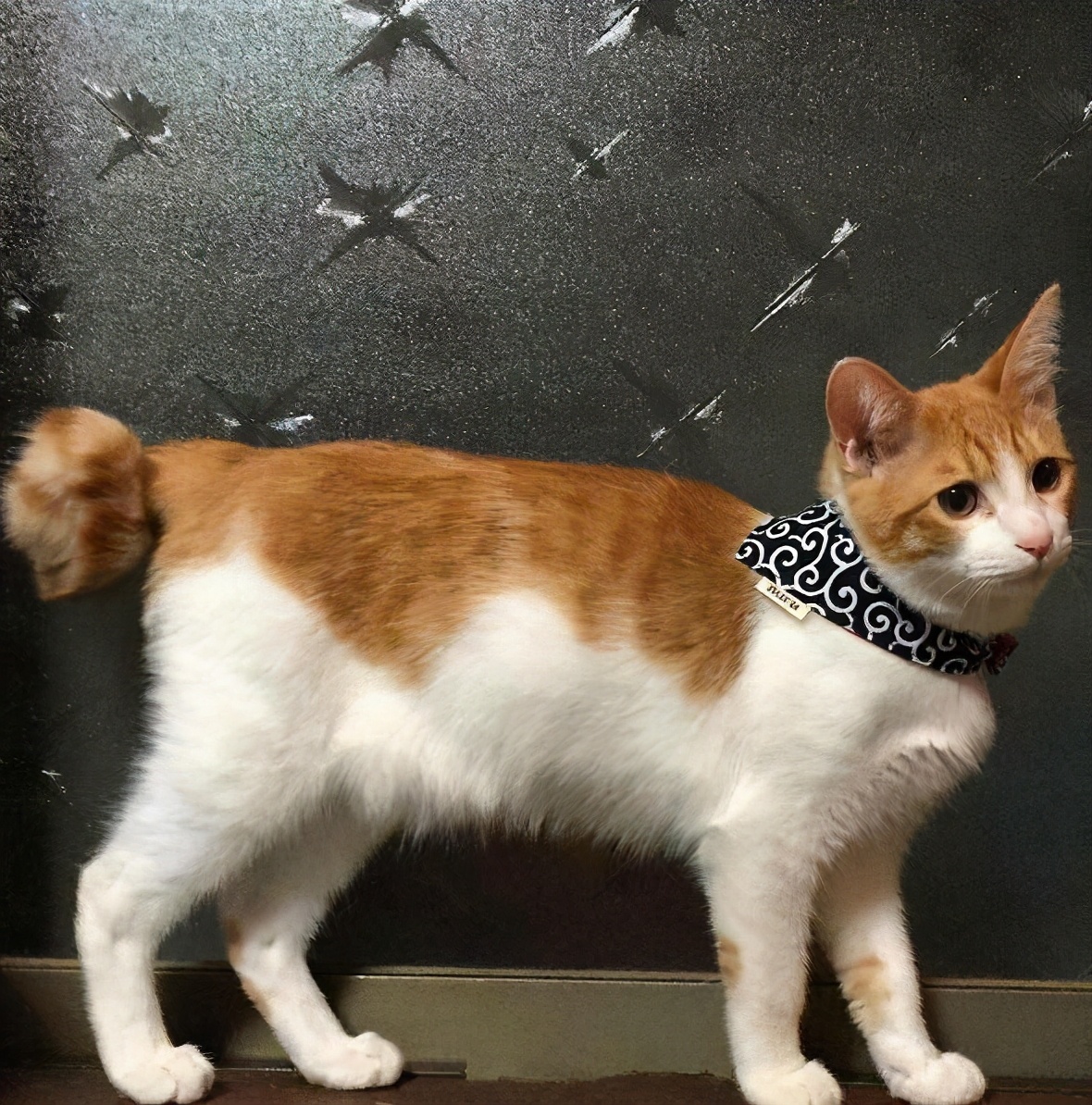 身上有这几种特征的猫,非常"旺家",养过的人都知道