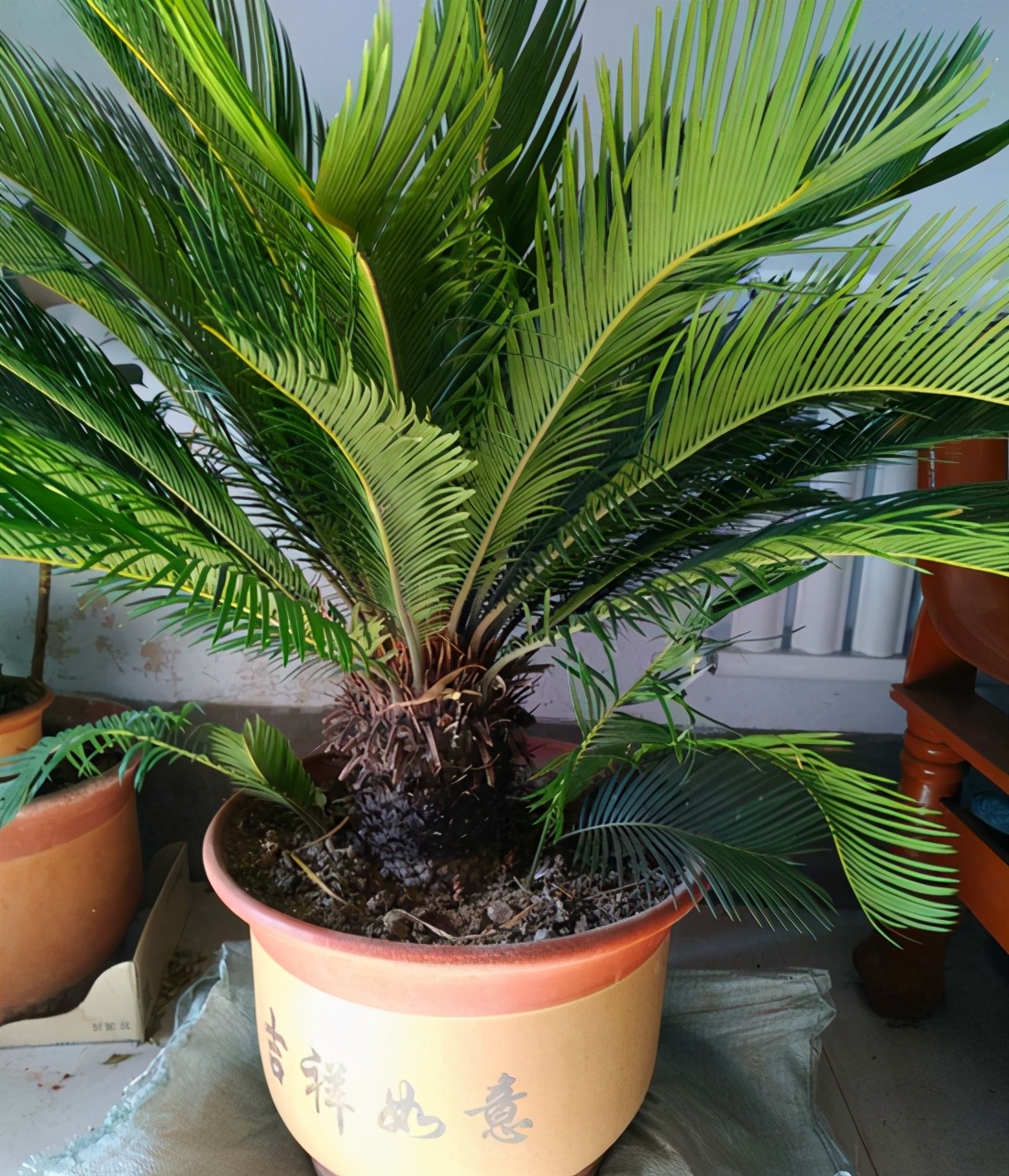 巴西铁树的养殖方法和注意事项(养好铁树的3点技巧)