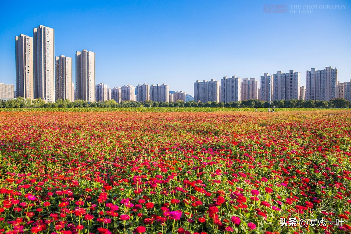 杭州哪里有花海看(杭州又一网红打卡地，260亩超大面积向日葵花海，太美了就在城北)