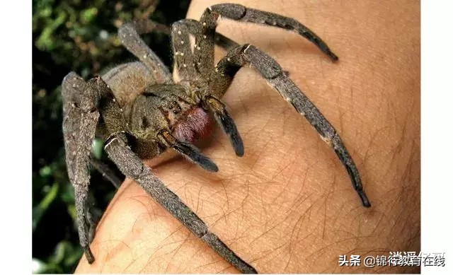 世界上十大最毒蜘蛛, 最后一种简直就是男人的噩梦！！