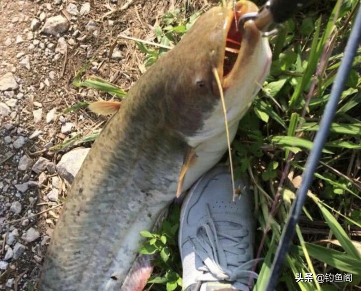 非洲鲶鱼能长多大「土鲶鱼能长多大」-友友