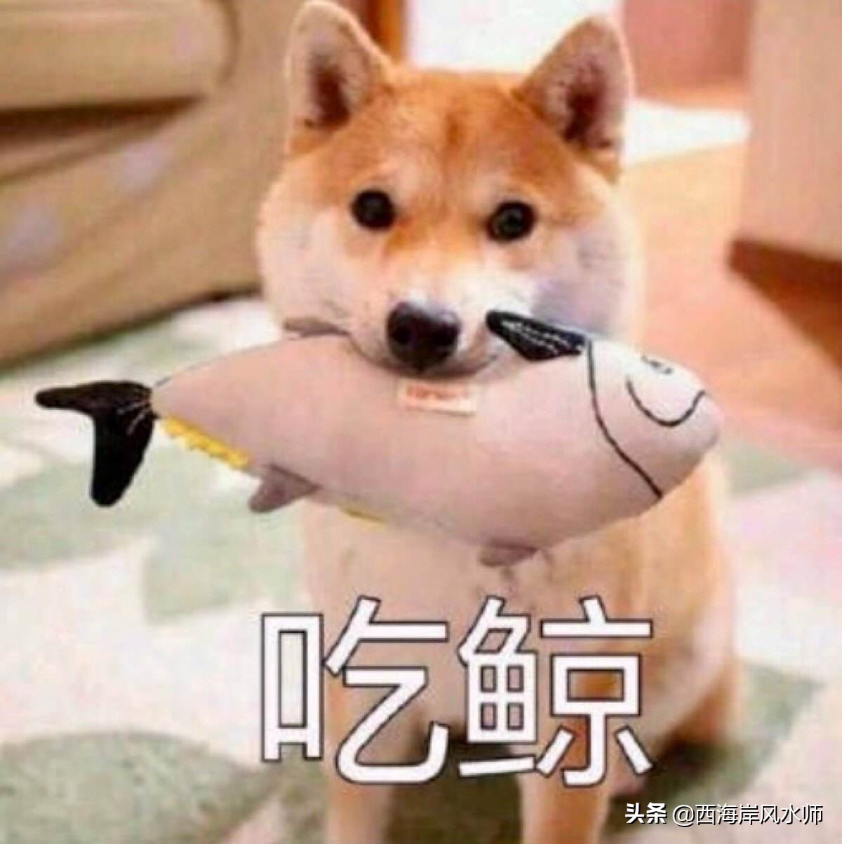 370202开头的身份证是哪里的（国内(nei)身份证号码查询归属地验证）-大连信息网