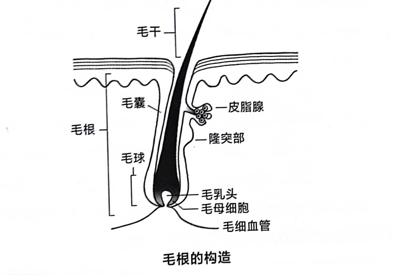 爸爸，为什么你没有头发？我这叫聪明绝顶