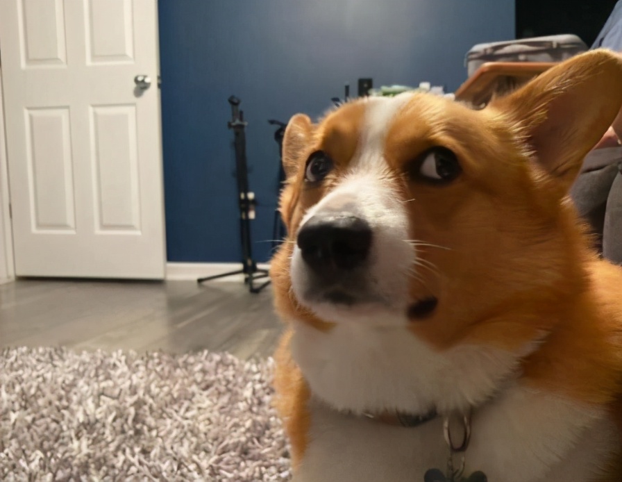 分享今日冷知识：柯基犬，原来你不止腿短臀肥