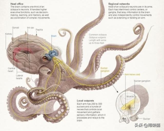 2010世界杯动物预测(外星生物章鱼为何成为欧洲杯新晋网红？智商逆天，重点是占卜奇准)