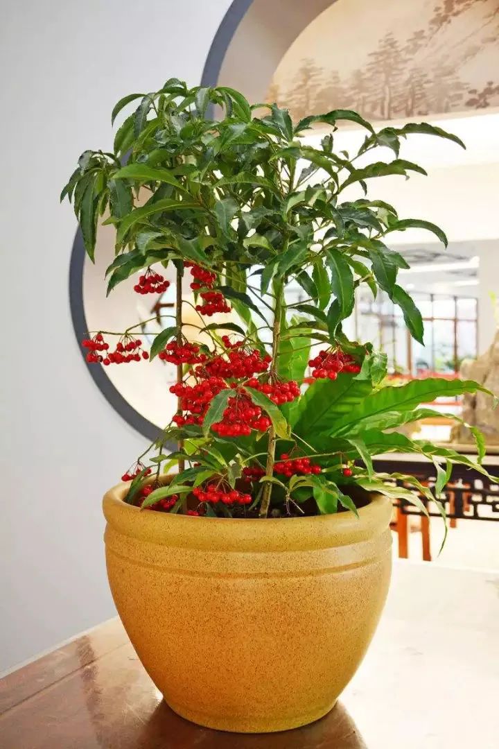 常见50种植物（50种常见的室内盆栽绿化植物）