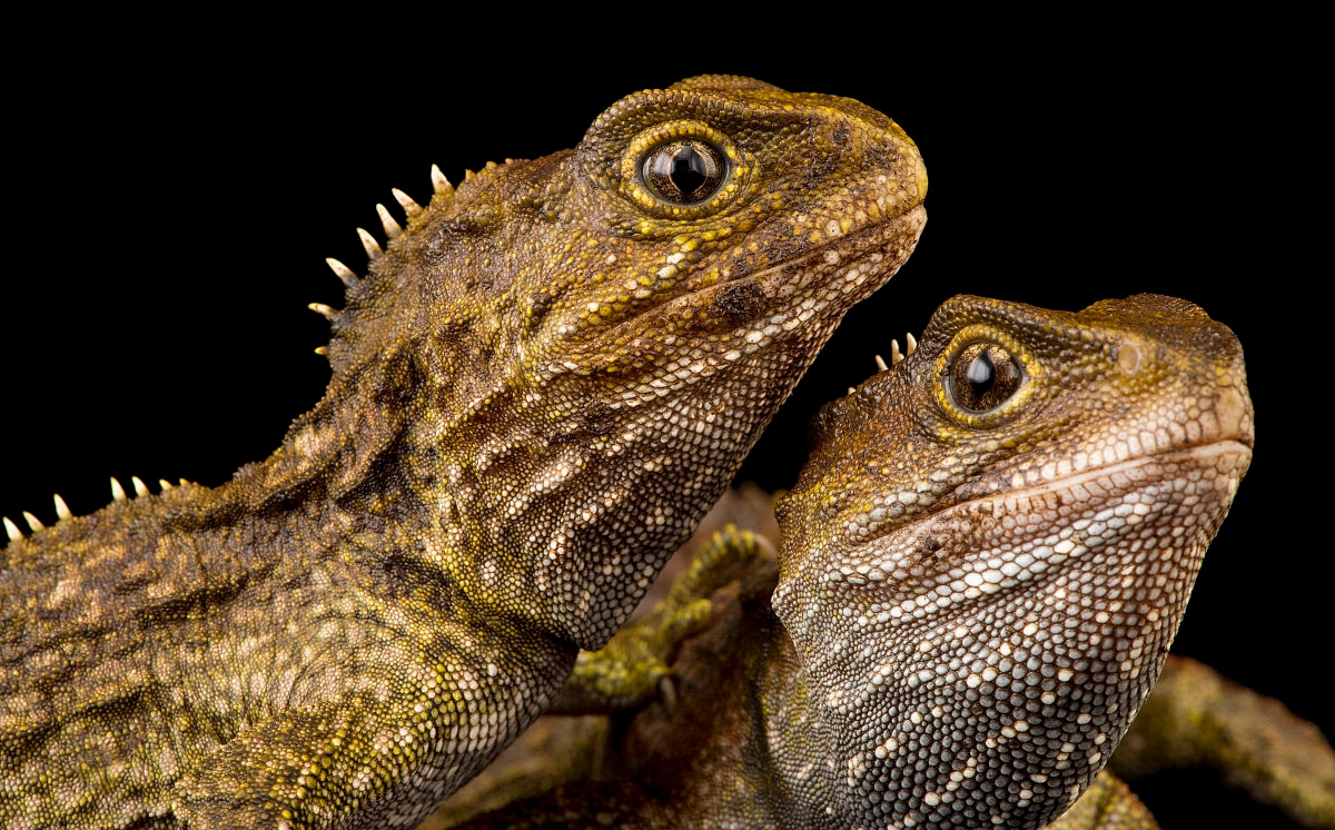 喙头(物种百科:喙头蜥)