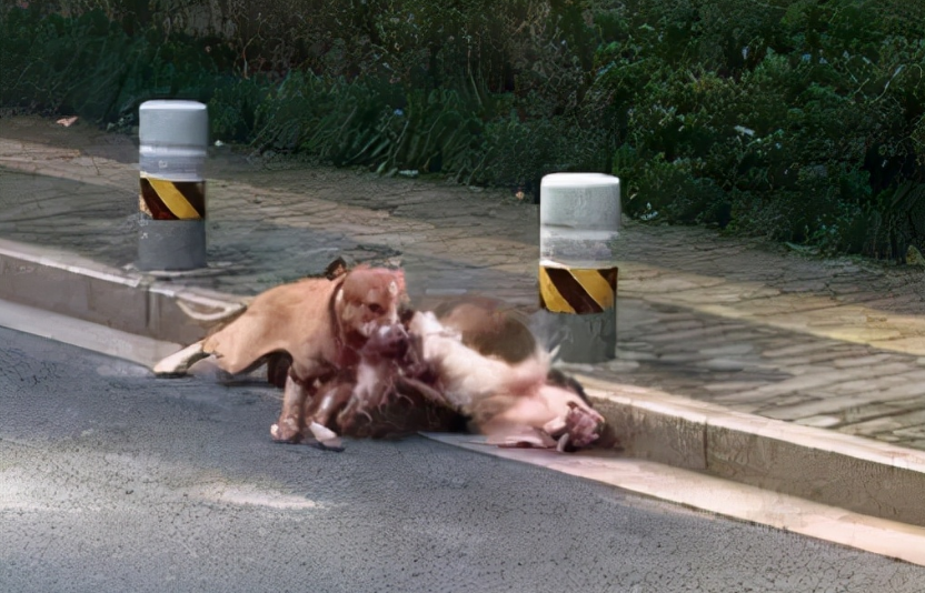 浙江一边牧遭比特犬疯狂撕咬，骨头被咬断，街头遇恶犬该怎么办？