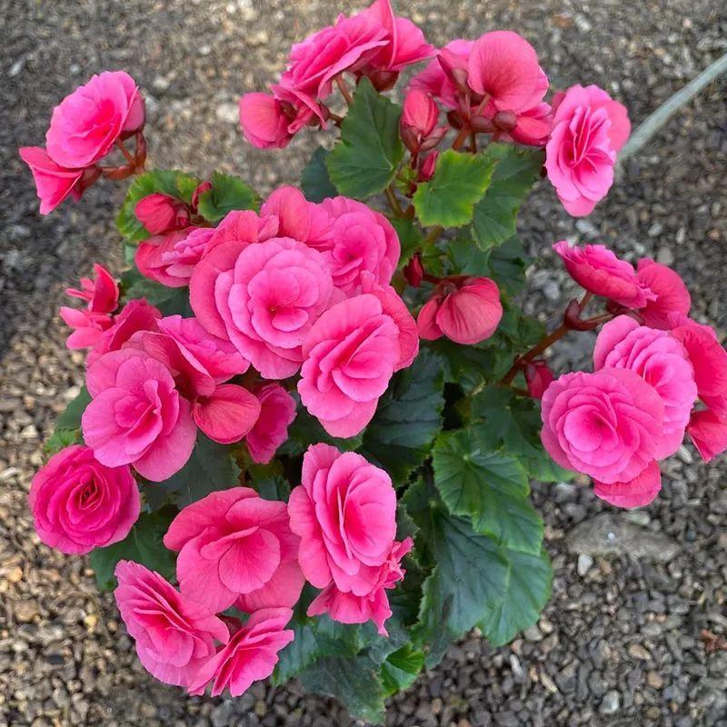 秋冬养盆丽格海棠,花朵像牡丹,有金玉满堂好兆头