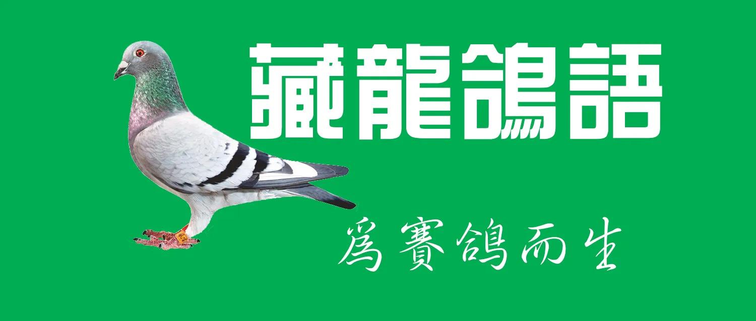 种鸽配对的要诀“一貌二眼三体型”