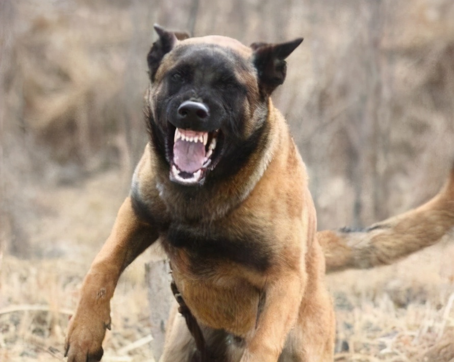 饲养马犬时,6大禁忌不能犯