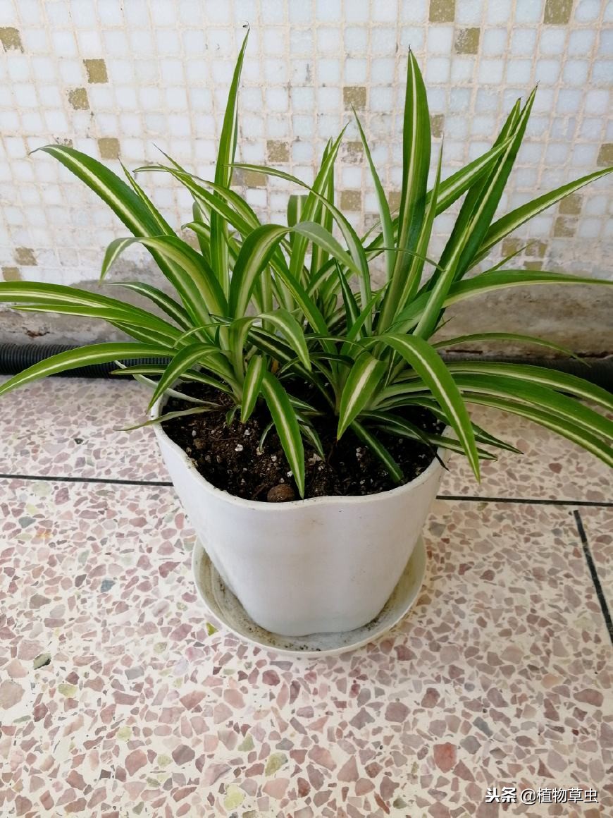 金心吊兰作用金心吊兰施肥有哪些技巧怎样施肥让金心吊兰不徒长而有