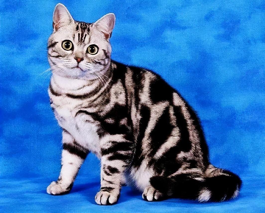 猫咪的品种（你也喜欢猫咪不妨来看看你最适合养什么猫吧）