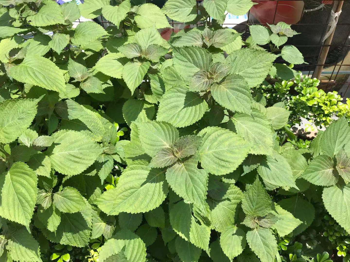 野紫苏的功效与作用-我的快乐小窝