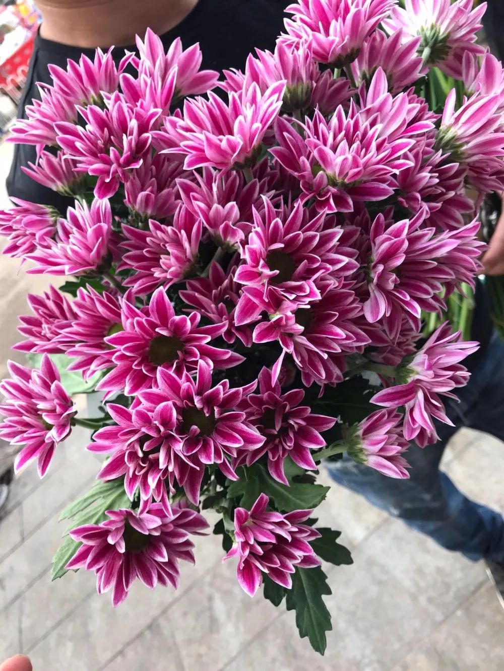小雏菊花期（小雏菊花期较长养护得当可更长）
