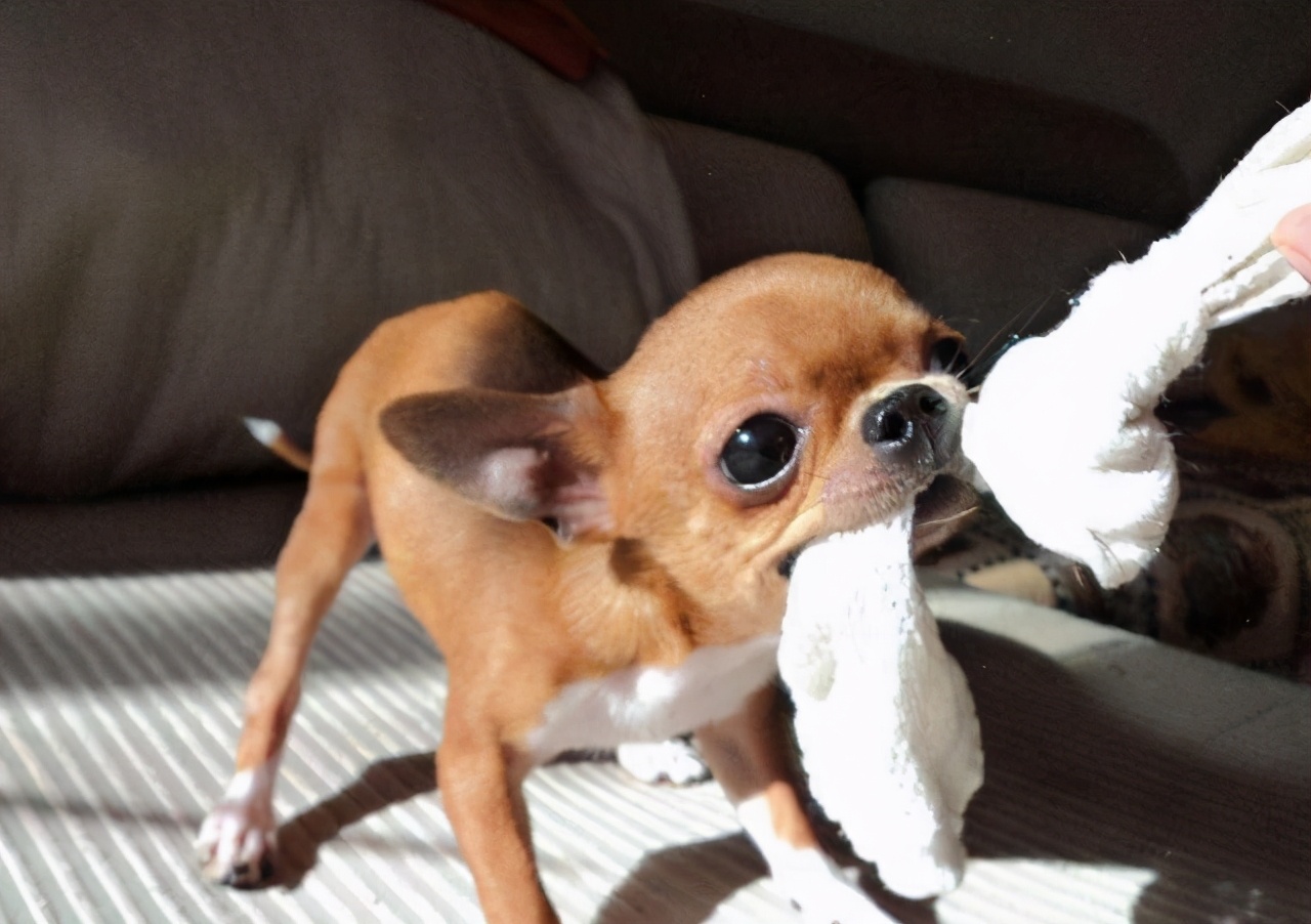 想养"吉娃娃",需要知道这几件事,能接受再养