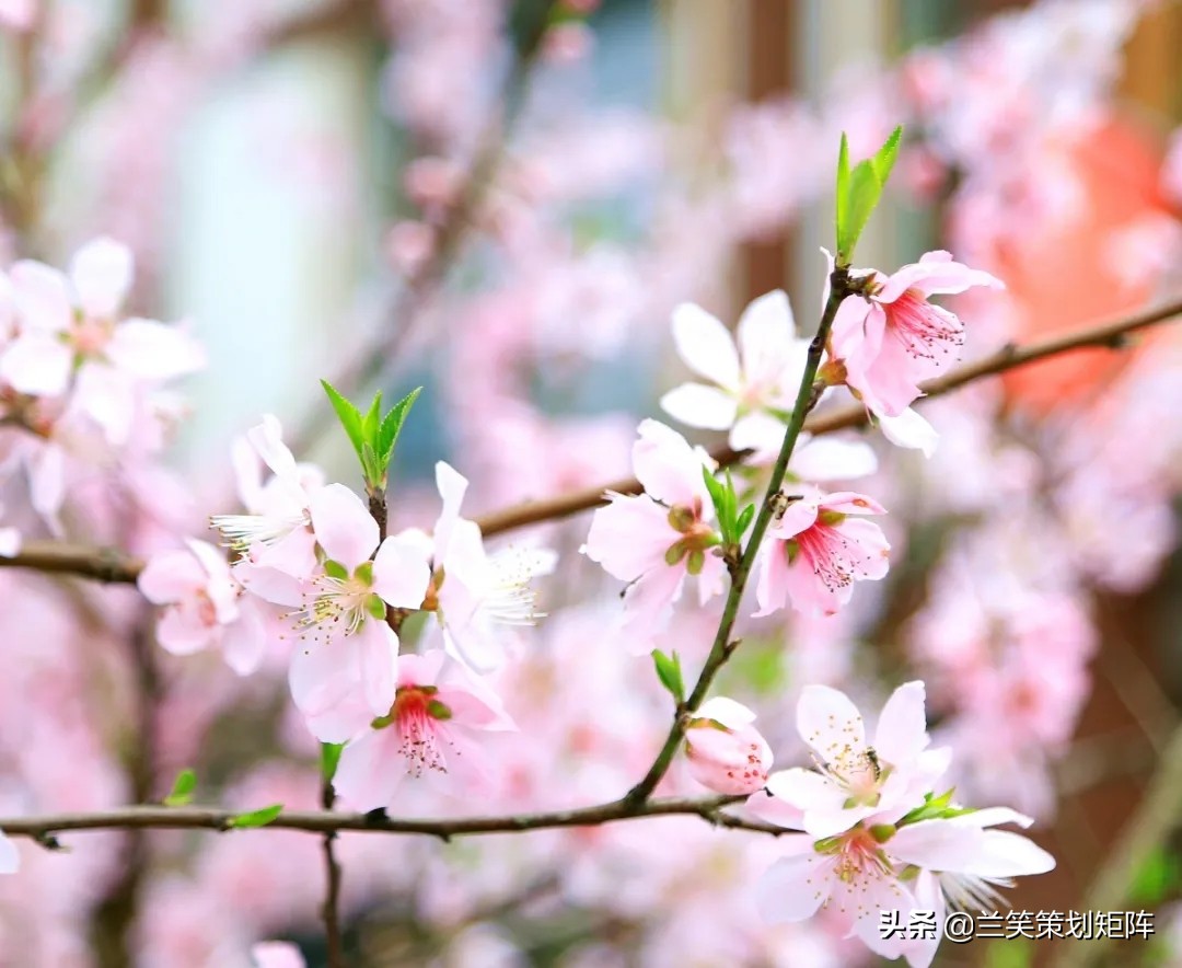 诗情桃花源 | 此生，只为你盛开这朵桃