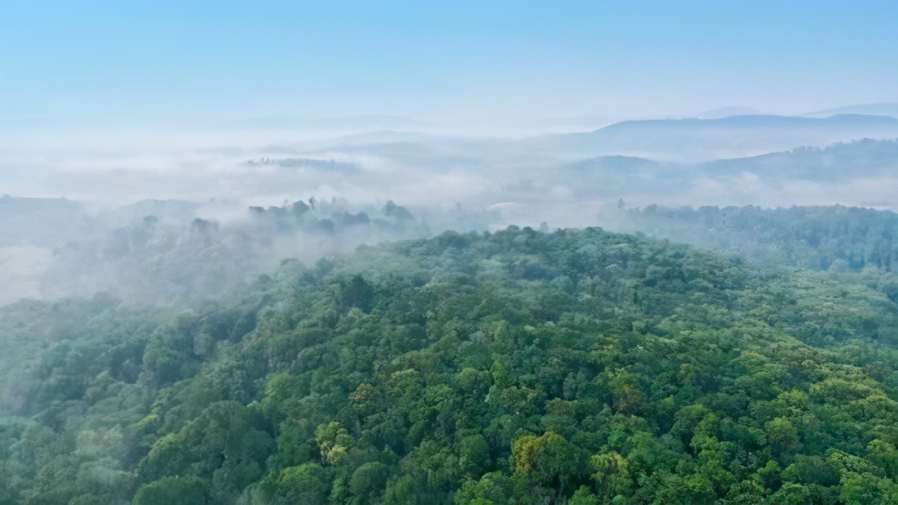 橡胶树(西双版纳橡胶林是森林,为何被称为绿色沙漠,大象出走和它有关?
