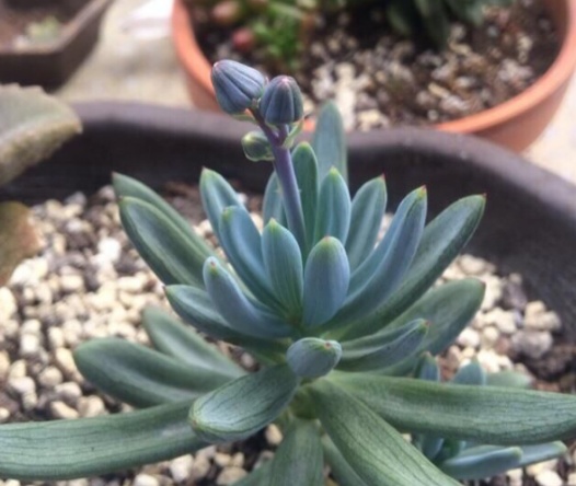 多肉植物蓝云杉怎么养需要注意什么科普