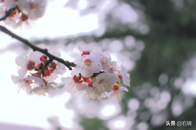 七首唯美暮春诗词，在诗词中欣赏春日最后的风景