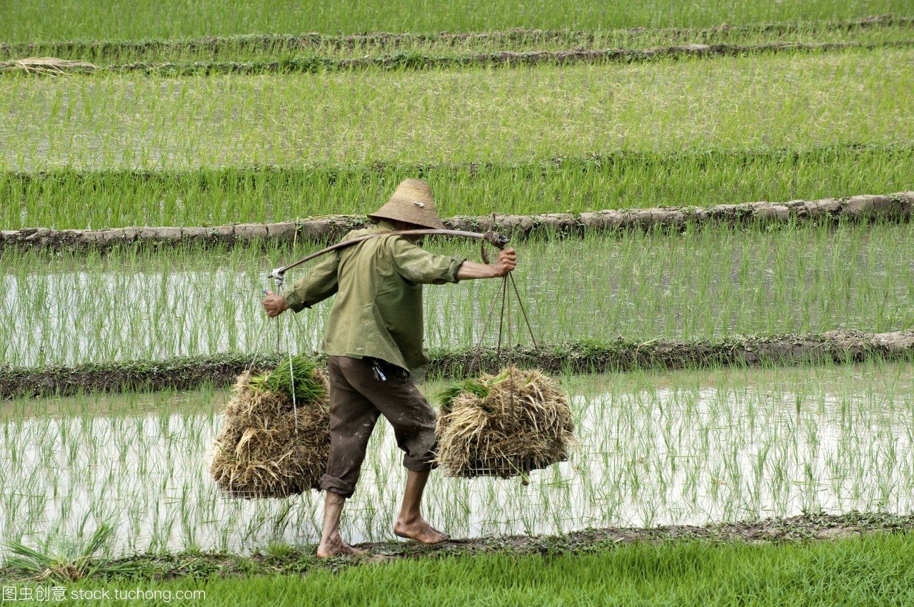 同为人口大国，饥饿的印度大量出口粮食，富足的中国全世界买粮？