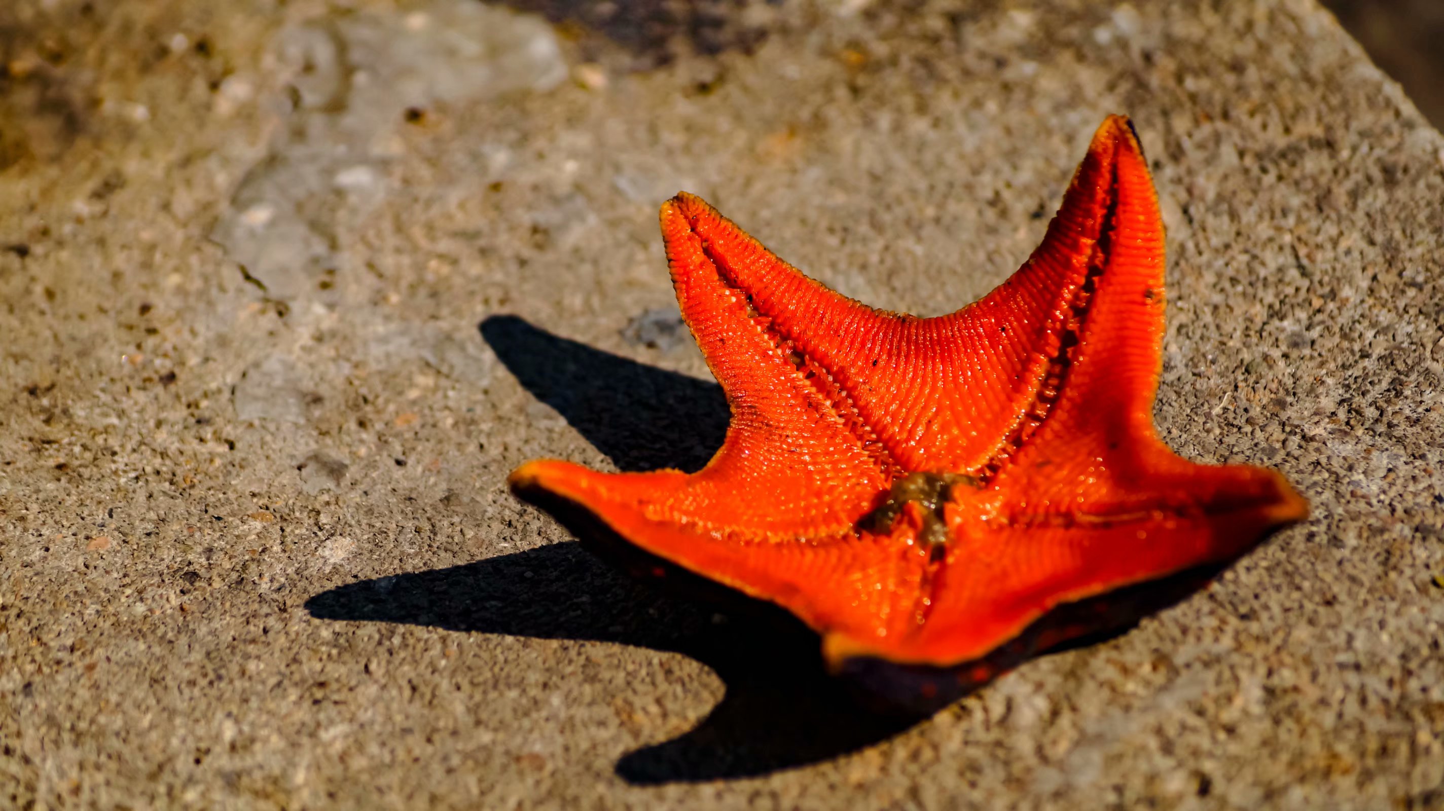 东北农业大学研究生招生信息网（东北农业大学20研究生报考人数再次上涨）