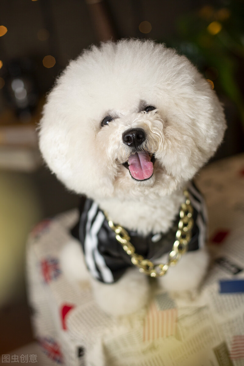 纯种比熊犬有哪些特征,你又知道哪些?