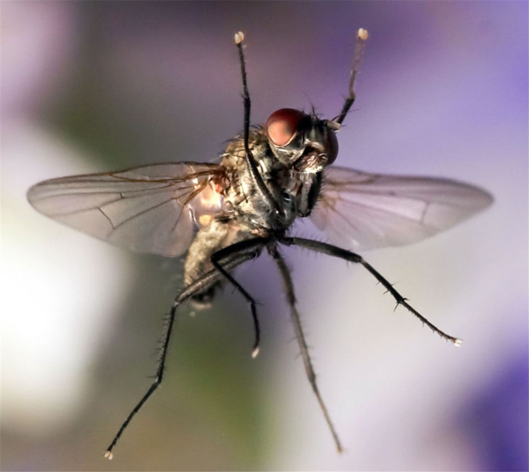 无头苍蝇还能活多久?